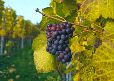 Grape in the Vineyard